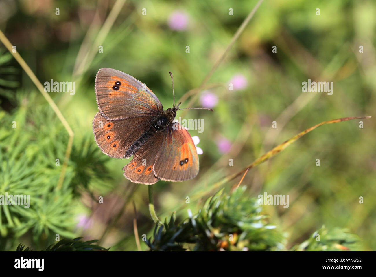 Graffiante comune ringlet butterfly (Erebia cassioides) Bulgaria, Luglio. Foto Stock