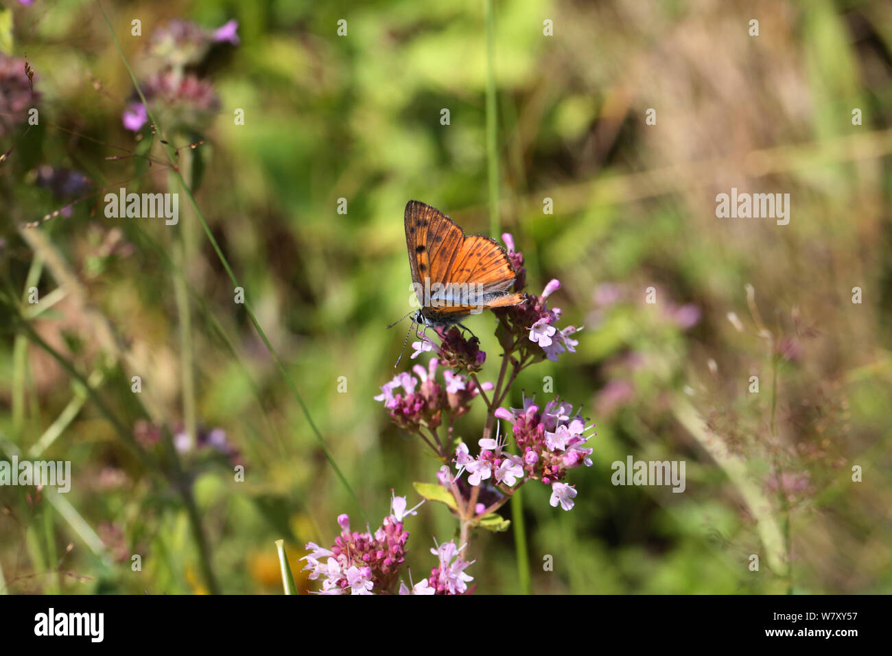 Viola-shot di rame (farfalla Lycaena alciphron) su MAGGIORANA (Origanum vulgare) Bulgaria, Luglio. Foto Stock