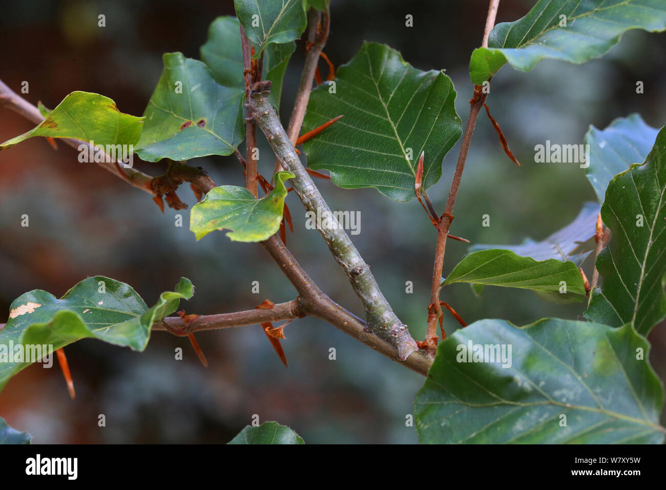Coda forcuta tarma (Ourapteryx sambucaria) caterpillar mimetizzata su faggio (Fagus sylvatica) Surrey, Inghilterra, Settembre. Foto Stock