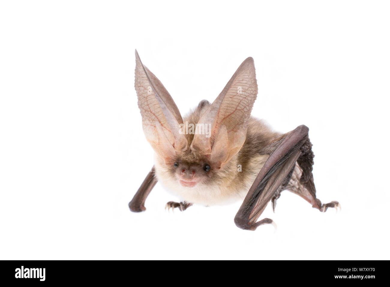 Brown long-eared bat (Plecotus auritus) adulto, Paesi Bassi, Settembre. meetyourneighbors.net progetto Foto Stock