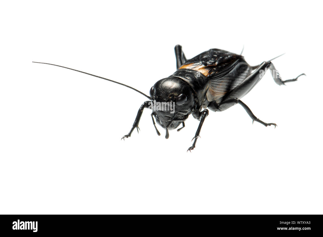 Campo cricket (Gryllus campestris) Slovenia, Europa, giugno. meetyourneighbors.net progetto Foto Stock