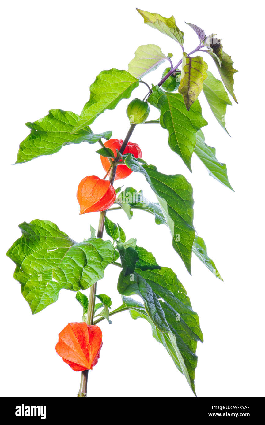 Lanterna cinese (Physalis alkekengi) con frutti, Slovenia, Europa, Settembre. meetyourneighbors.net progetto Foto Stock