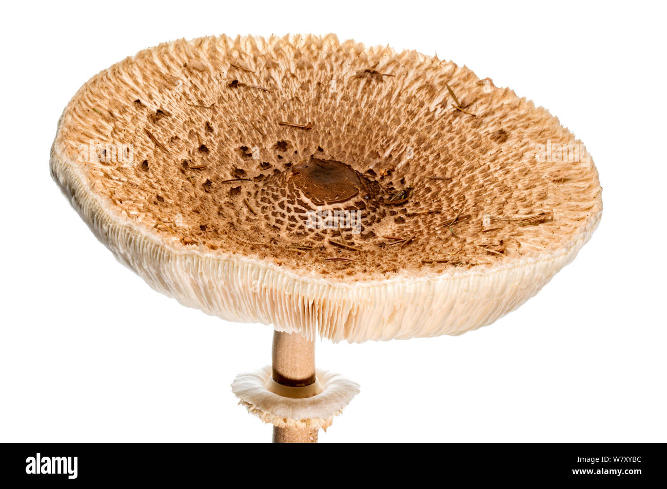 Parasol (fungo Macrolepiota procera) crescente, Slovenia, Europa, Ottobre. meetyourneighbors.net progetto Foto Stock