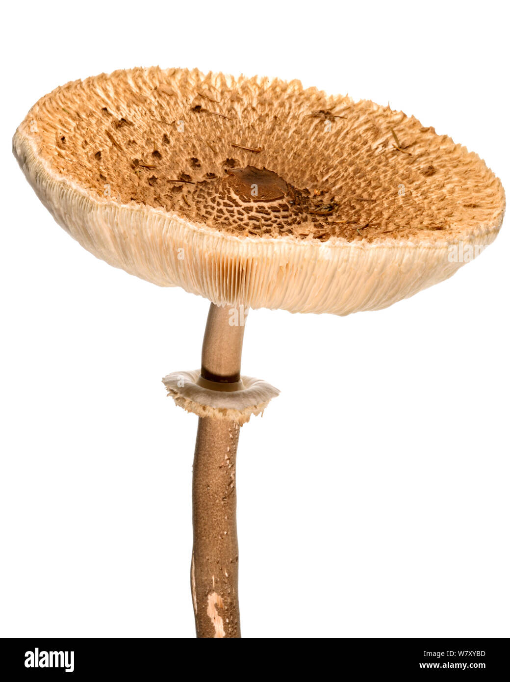 Parasol (fungo Macrolepiota procera) crescente, Slovenia, Europa, Ottobre. meetyourneighbors.net progetto Foto Stock
