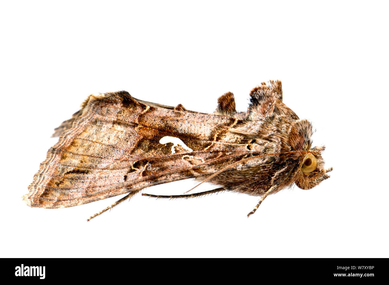 Argento falena Y (Autographa gamma) Slovenia, Europa, Ottobre. meetyourneighbors.net progetto Foto Stock