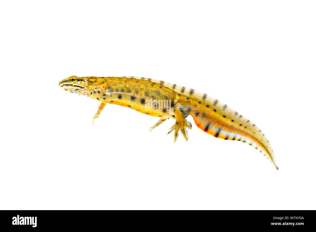 Liscia meridionale newt (Lissotriton vulgaris meridionalis) sotto l'acqua, Slovenia, Europa, marzo. meetyourneighbors.net progetto Foto Stock