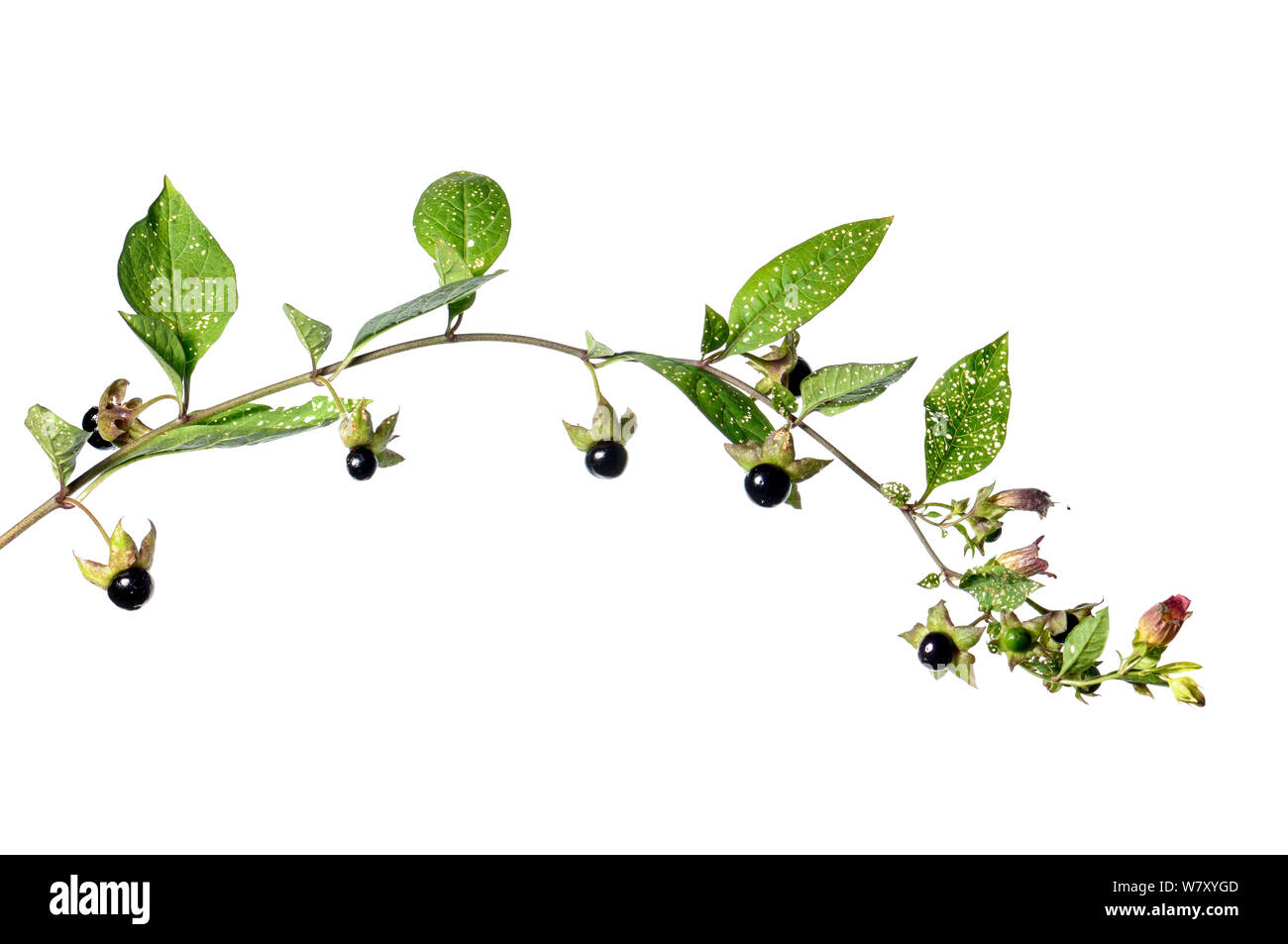 La mortale Nightshade (Atropa belladonna) con frutti, Slovenia, Europa, Settembre. meetyourneighbors.net progetto Foto Stock