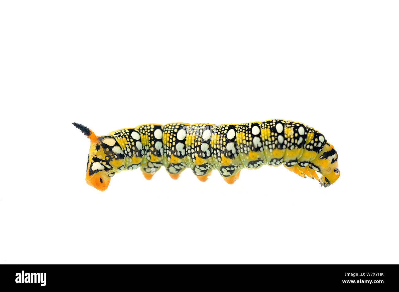 Di euforbia hawk-moth (Hyles euphorbiae) caterpillar, Quirnheim, Renania-Palatinato, Germania, Agosto. meetyourneighbors.net progetto Foto Stock