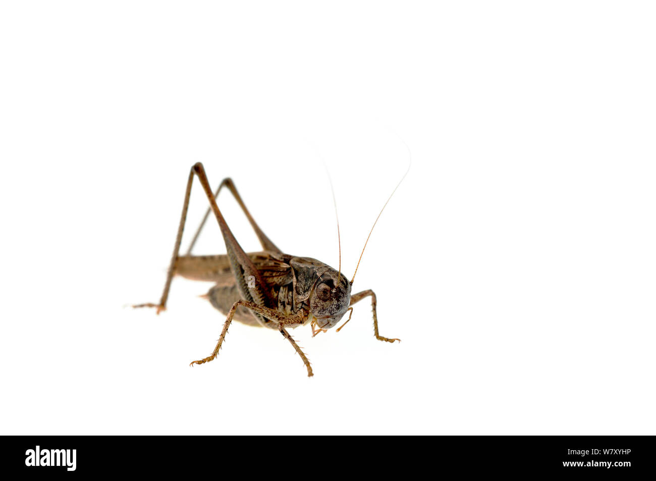 Boccola di colore grigio-cricket (Platycleis albopunctata), Quirnheim, Renania-Palatinato, Germania, Agosto. meetyourneighbors.net progetto Foto Stock