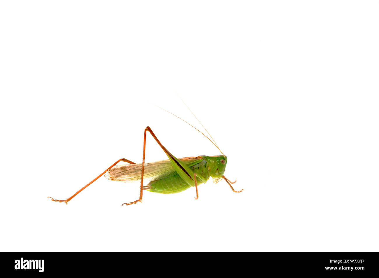 Bush-cricket (Metrioptera bicolore), Quirnheim, Renania-Palatinato, Germania, Agosto. meetyourneighbors.net progetto Foto Stock