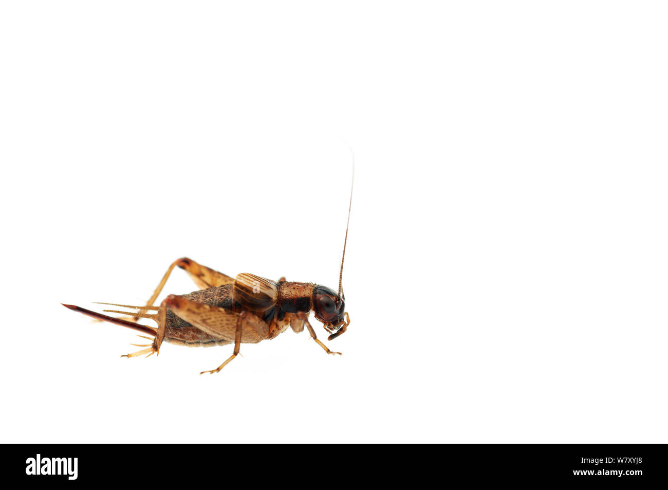 Legno cricket (Nemobius sylvestris), Quirnheim, Renania-Palatinato, Germania, Agosto. meetyourneighbors.net progetto Foto Stock
