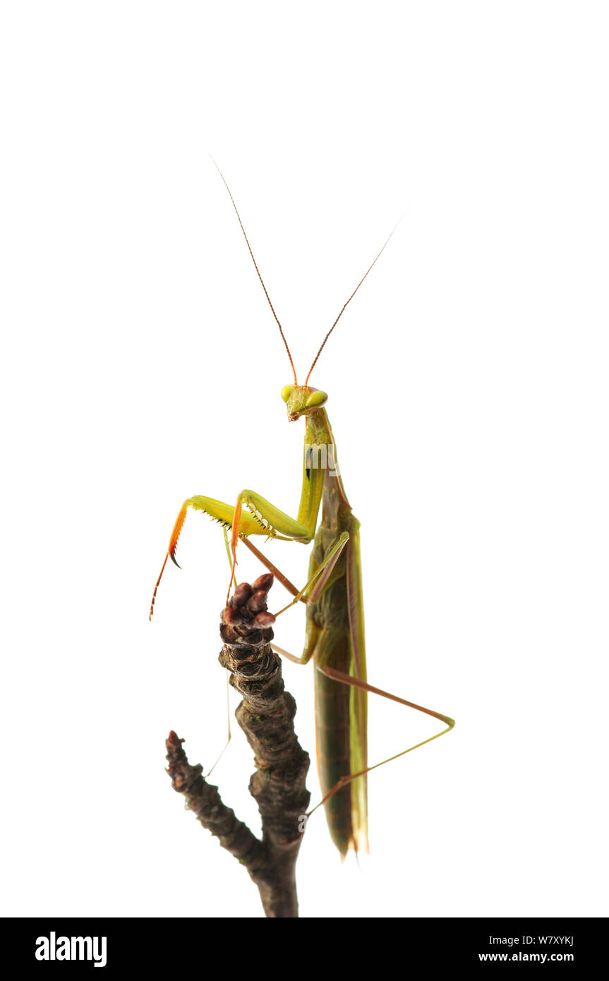 Mantide Religiosa (mantide religiosa), Hassloch, Renania-Palatinato, Germania, Ottobre. meetyourneighbors.net progetto Foto Stock