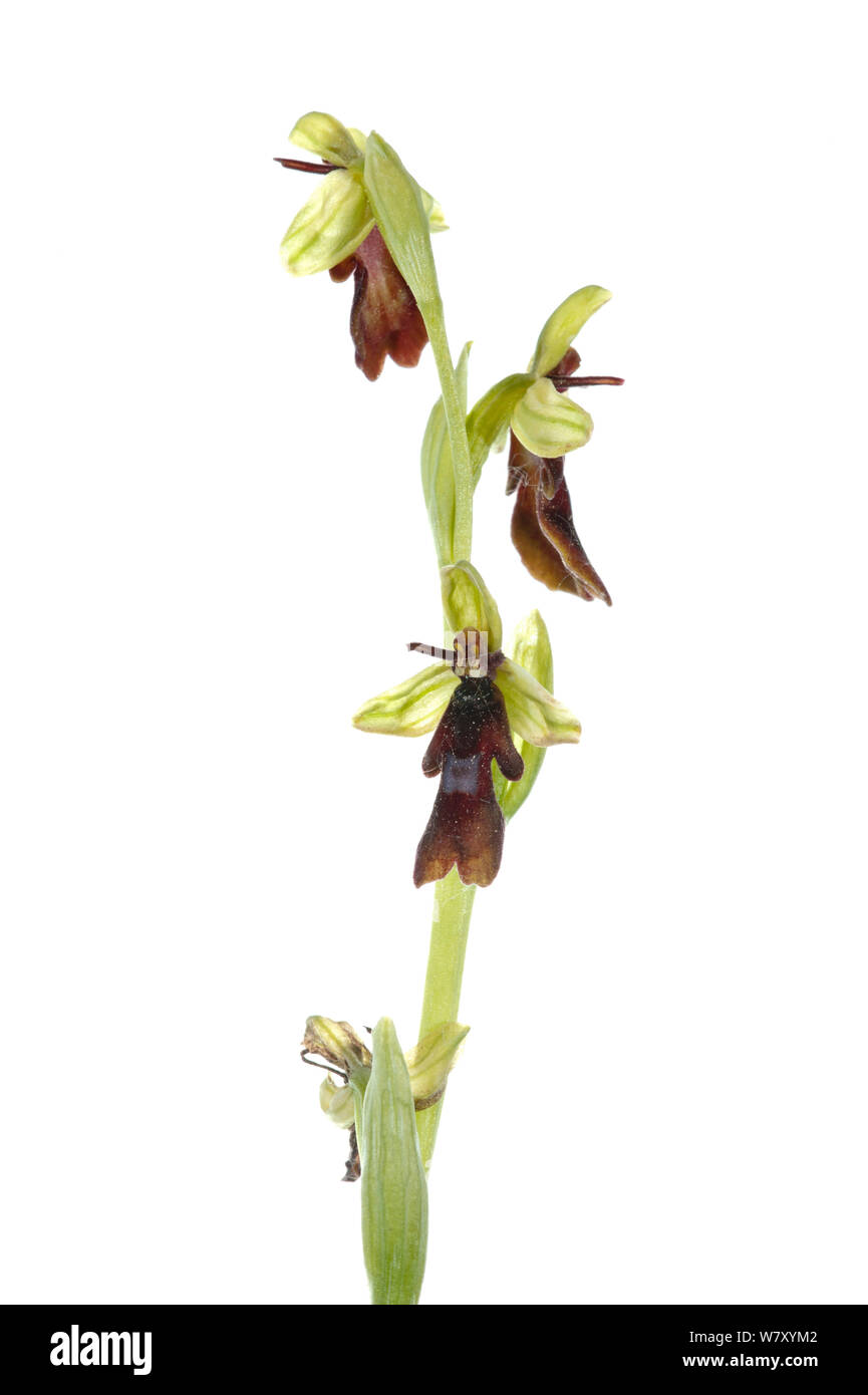 Fly Orchid (Ophrys insectifera), Ilbesheim, Renania-Palatinato, Germania, maggio. meetyourneighbors.net progetto Foto Stock