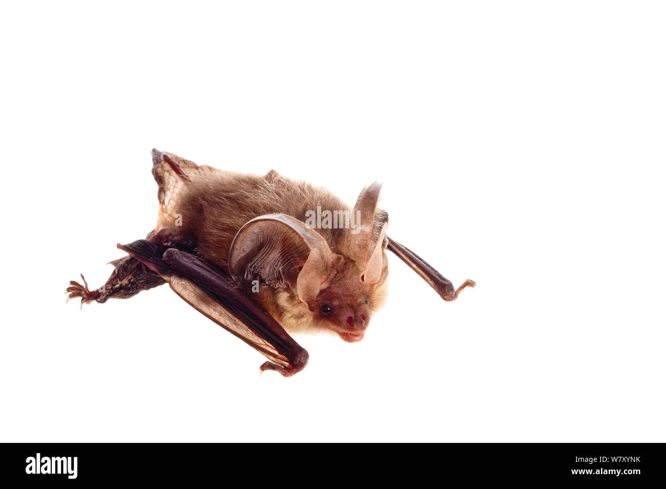 Lungo grigio-eared Bat (Plecotus austriacus), Kaiserslautern, Renania-Palatinato, Germania, maggio. meetyourneighbors.net progetto Foto Stock