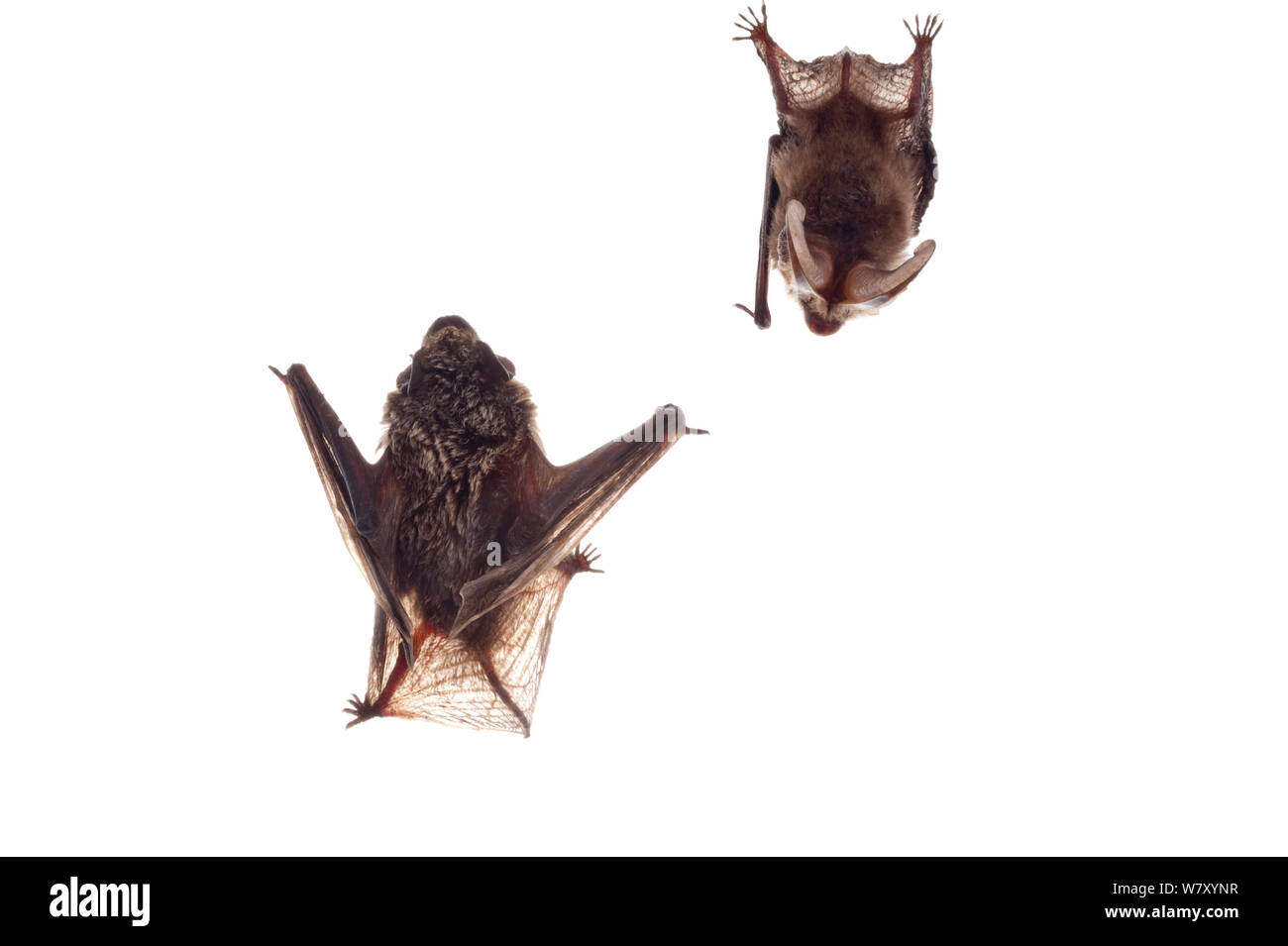 Particol-colorato Bat (Vespertilio murinus), Kaiserslautern, Renania-Palatinato, Germania, maggio. meetyourneighbors.net progetto Foto Stock