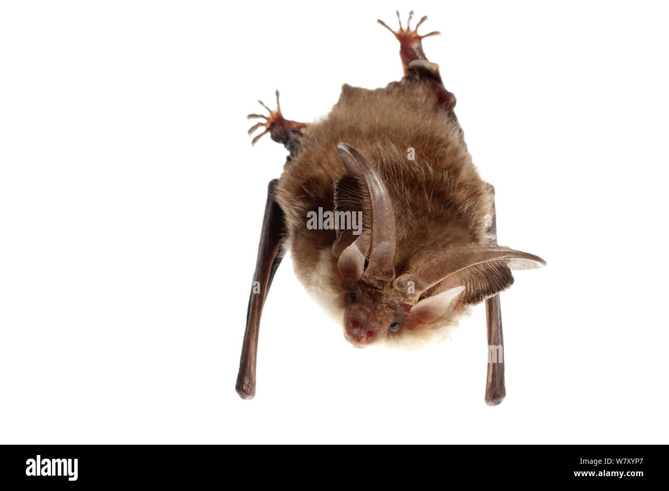 Lungo grigio-eared Bat (Plecotus austriacus), Kaiserslautern, Renania-Palatinato, Germania, maggio. meetyourneighbors.net progetto Foto Stock