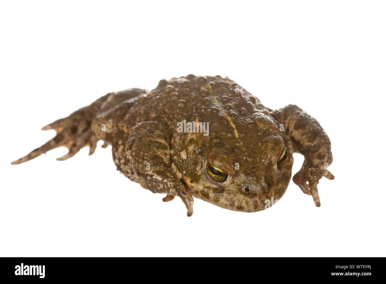 Natterjack Toad (Bufo calamita), Munster-Sarmsheim, Renania-Palatinato, Germania, maggio. meetyourneighbors.net progetto Foto Stock