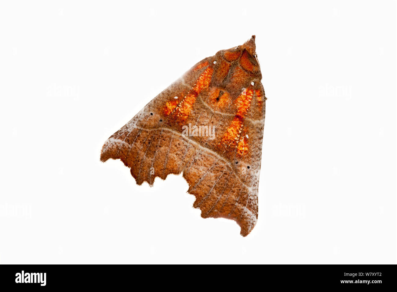 Herald moth (Scoliopteryx libatrix), Wilgartswiesen, Renania-Palatinato, Germania, Febbraio. meetyourneighbors.net progetto Foto Stock
