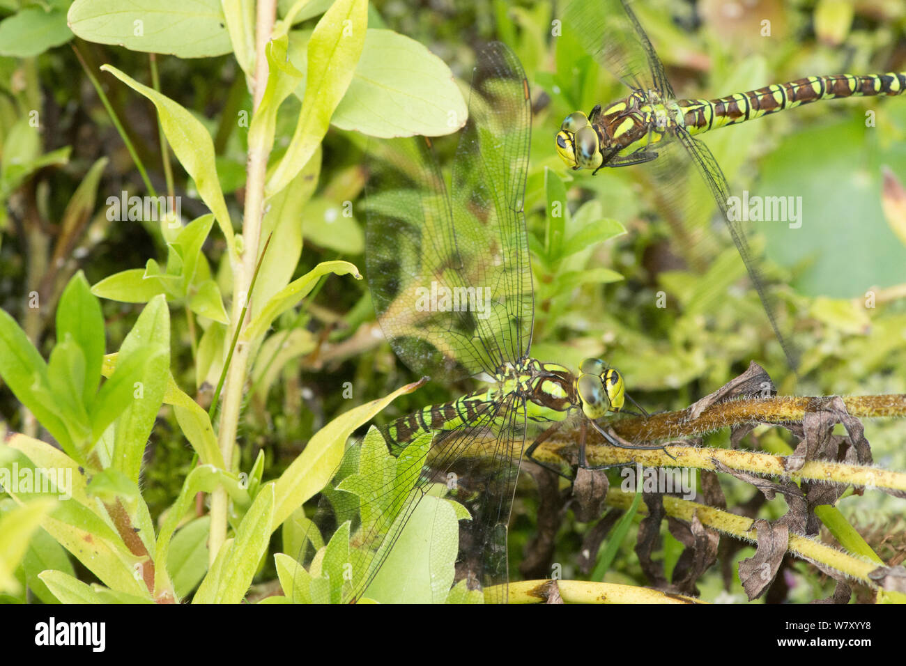Due libellule insieme la deposizione delle uova, uno battenti, ovipositing,Southern Hawker, Aeshna cyanea, l'iniezione di uova nel gambo di acqua "non ti scordar di me". Foto Stock