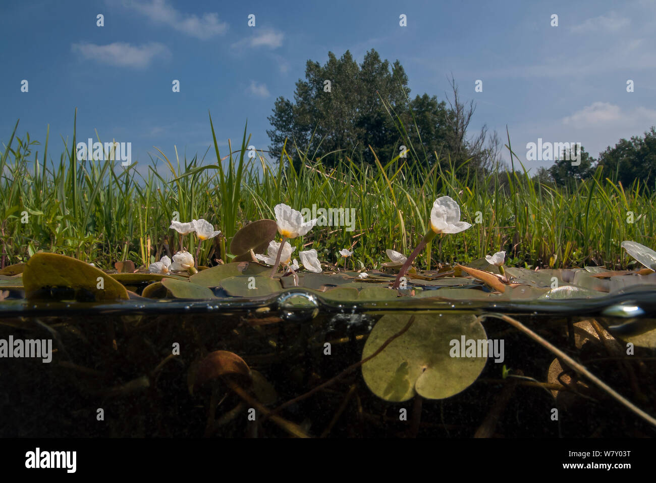 Frogbit (Hydrocharis morsus-ranae), Naardermeer bog lake, Olanda. Agosto. Foto Stock