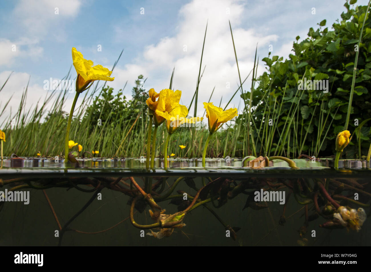 Orlata (Ninfea Nymphoides peltata) Naardermeer bog lake, Olanda. Agosto. Foto Stock