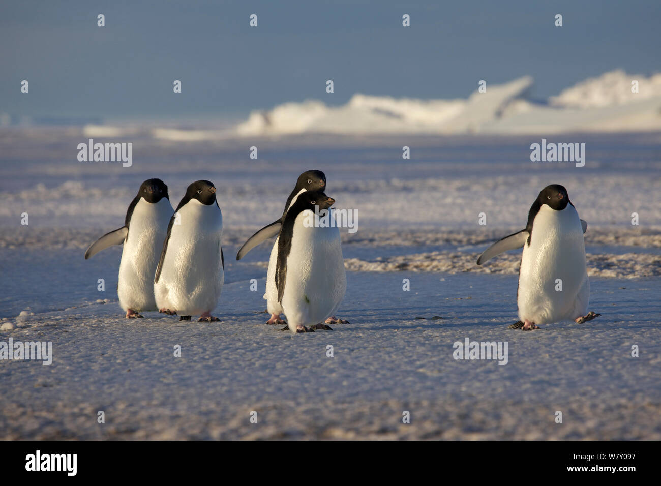 Adelie Pinguini (Pygoscelis adeliae) di ritorno dal mare, l'Antartide. Foto Stock