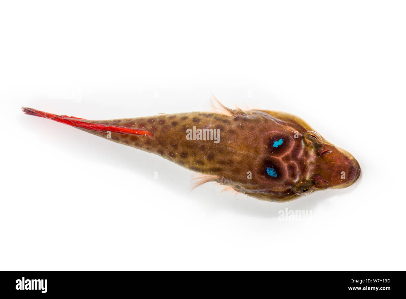 Shore clingfish / Cornish sucker (Lepadogaster lepadogaster) vista dorsale. Brittany, Francia, gennaio. Foto Stock