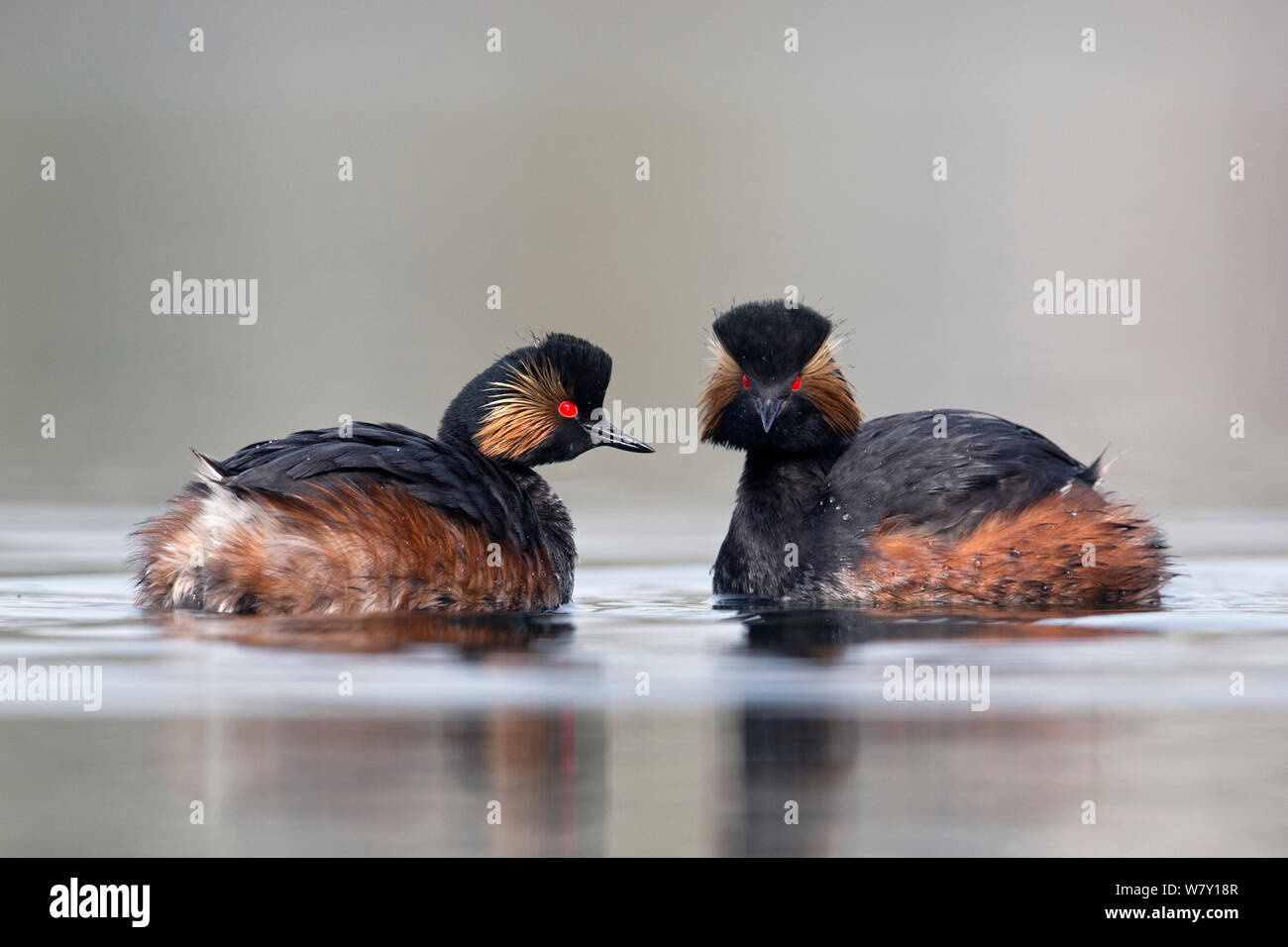 Collo Nero svasso (Podiceps nigricollis) coppia mimando ogni altri movimenti nei loro rituali di corteggiamento. I Paesi Bassi.Marzo 2014 Foto Stock