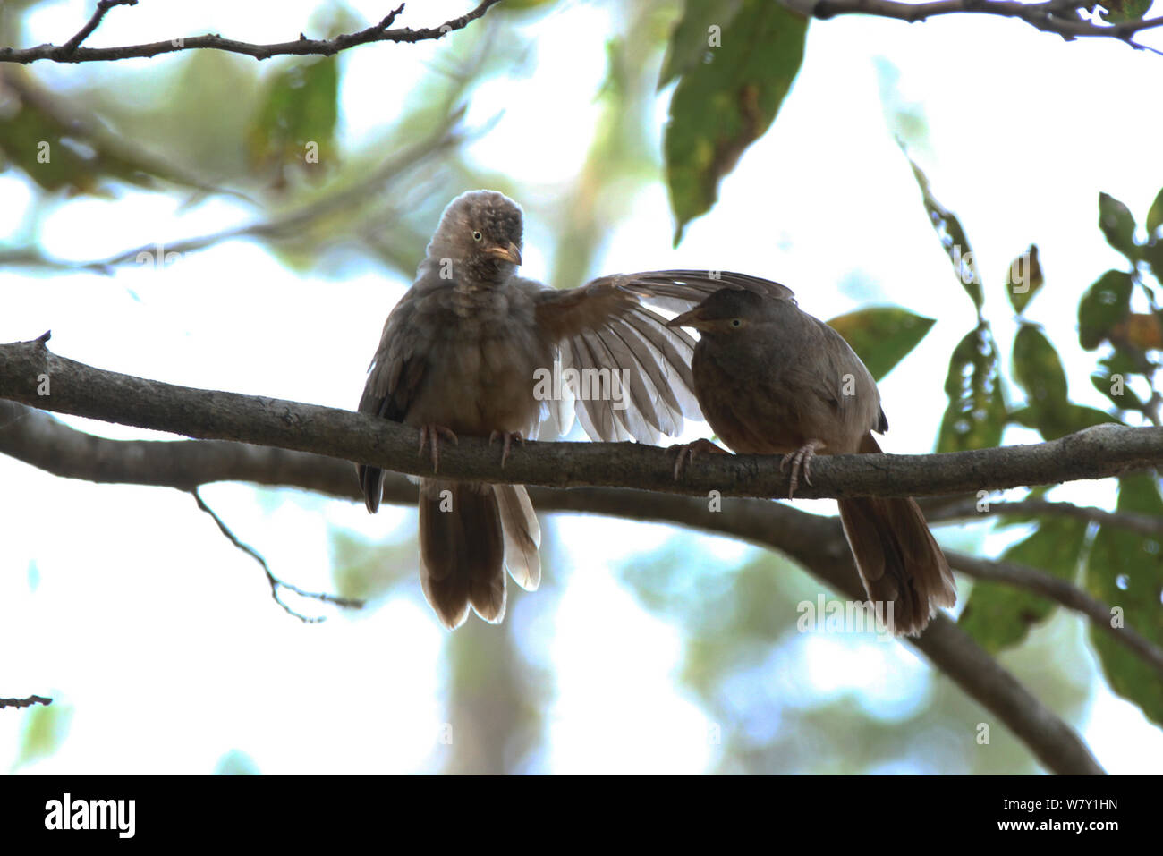 Jungle babbler (Turdoides striata) due sul ramo, India, gennaio. Foto Stock