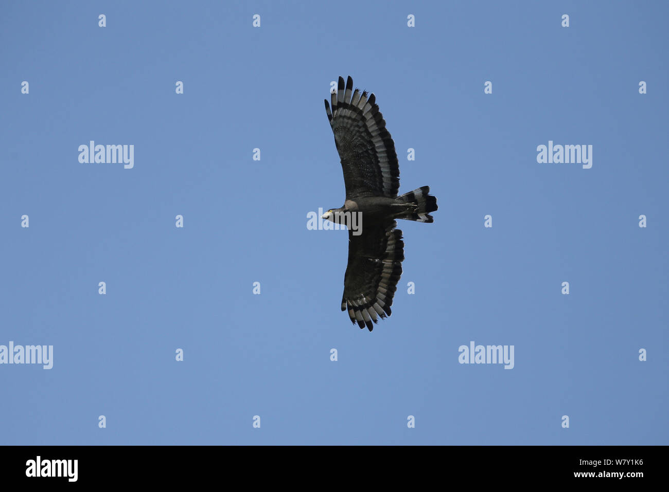 Crested Eagle serpente (Spilornis cheela) in volo, India, gennaio. Foto Stock