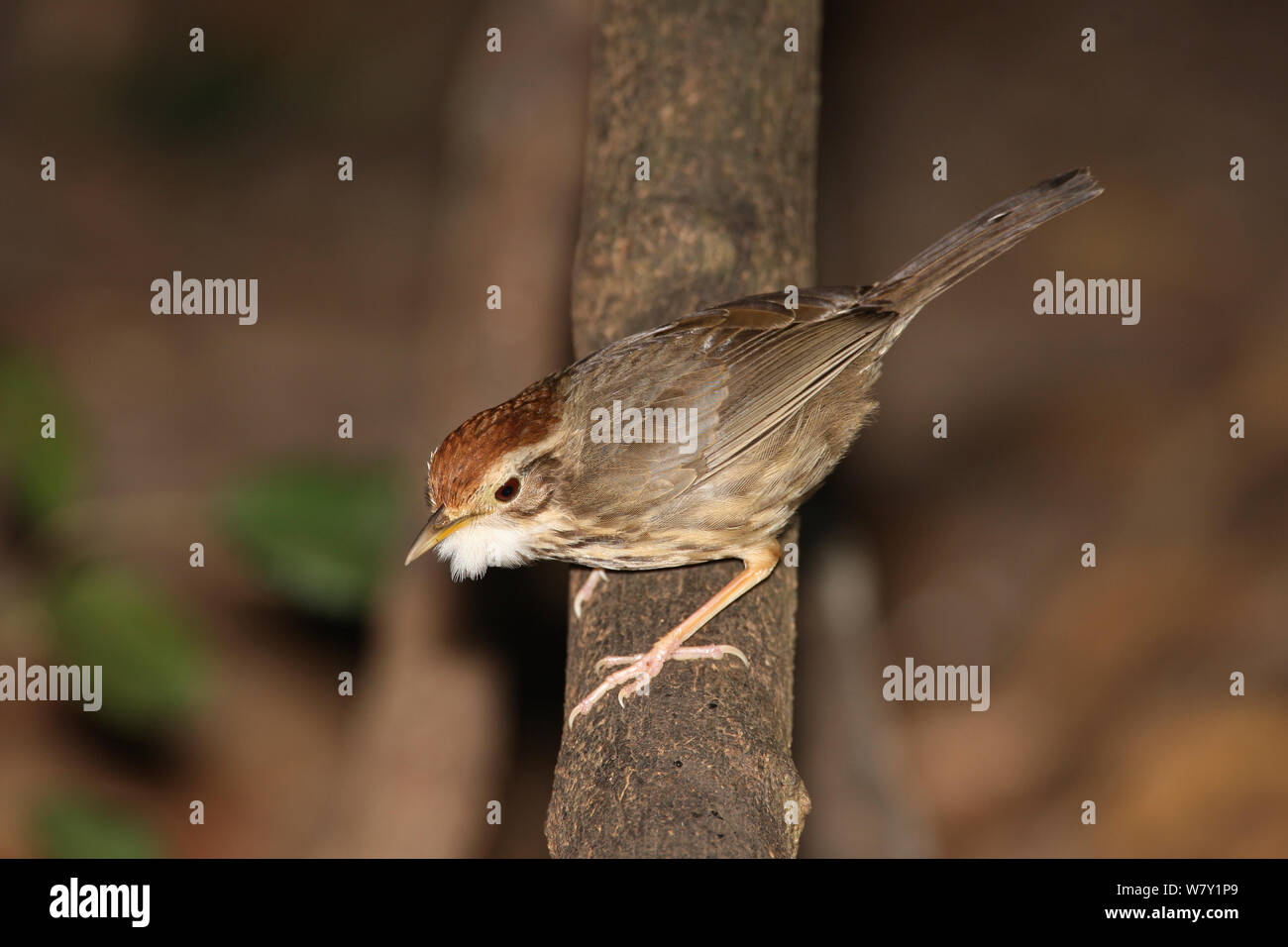 Puff throated babbler (Pellorneum ruficeps) con gola soffiato piume, Thailandia, febbraio. Foto Stock