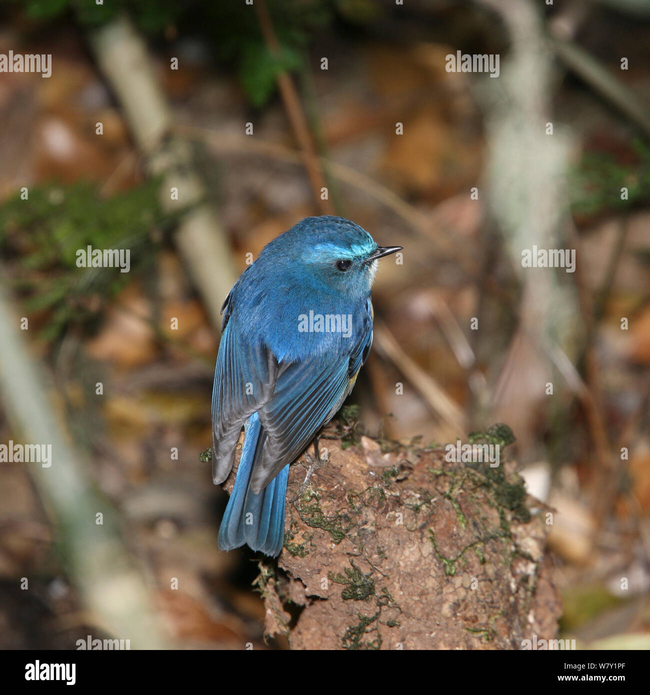 Hill Blue Flycatcher (Cyornis banyumas) arroccato, Thailandia, febbraio. Foto Stock