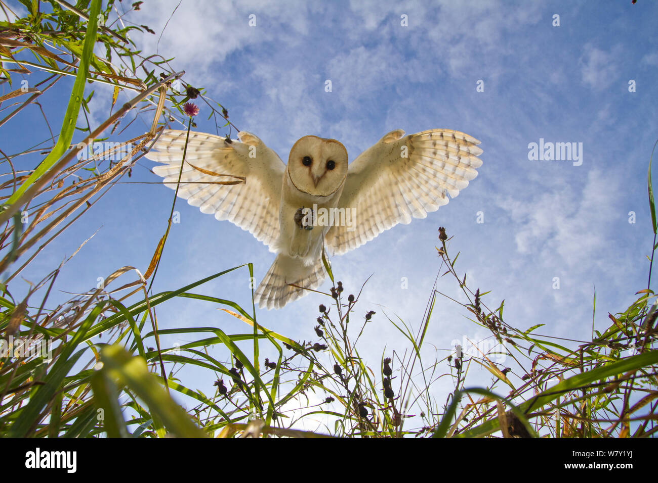 Il barbagianni (Tyto alba) caccia/hovering, Somerset, Regno Unito, addestrato bird. Foto Stock