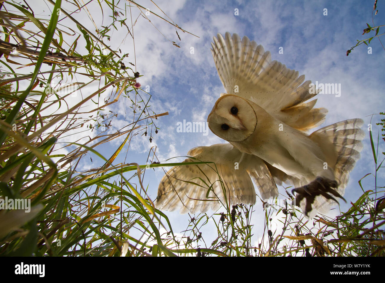 Il barbagianni (Tyto alba) caccia/hovering, Somerset, Regno Unito, addestrato bird. Foto Stock