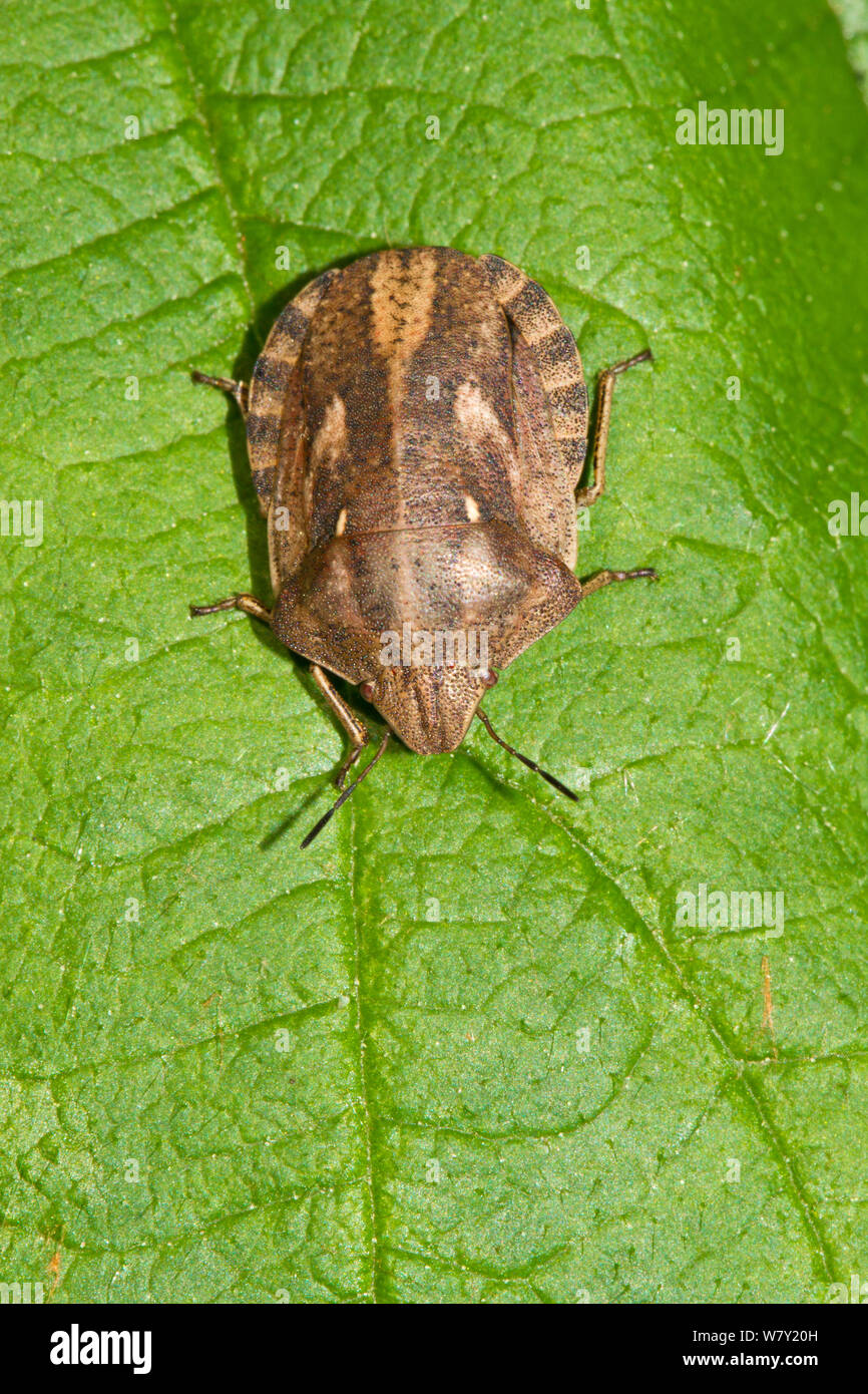 Tartaruga (bug Eurygaster "testudinaria) Brockley cimitero, Lewisham, Londra, Inghilterra, Regno Unito. Aprile Foto Stock