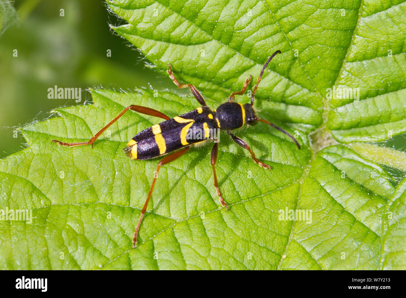 Wasp beetle (Clytra arietis) Brockley cimitero, Lewisham, Londra, Inghilterra, Regno Unito. Maggio Foto Stock