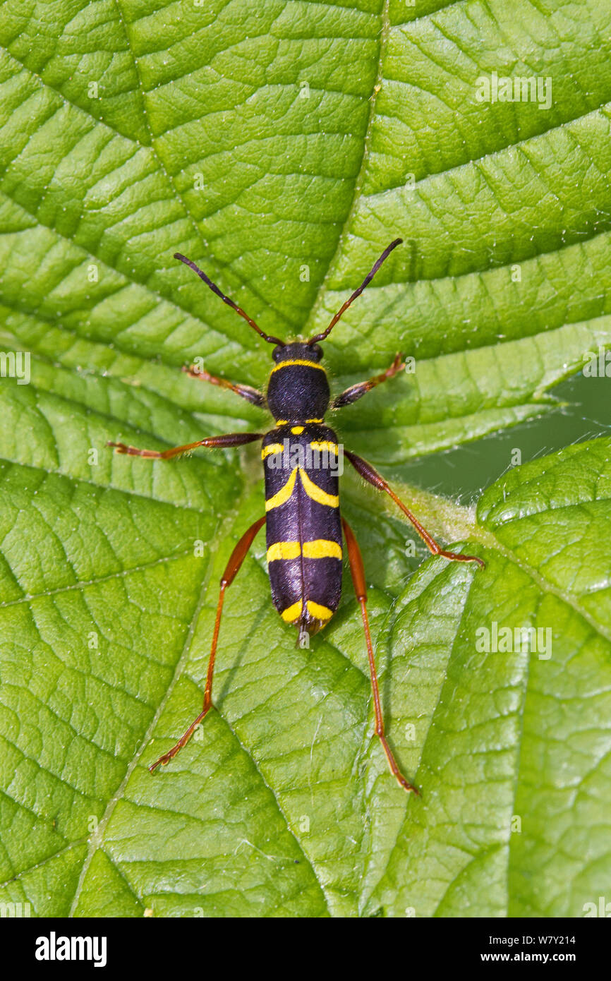 Wasp beetle (Clytra arietis) Brockley cimitero, Lewisham, Londra, Inghilterra, Regno Unito. Maggio Foto Stock