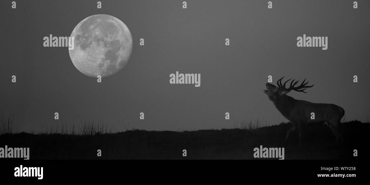 Il cervo (Cervus elaphus) stag muggito durante la routine di notte con la luna piena, Derbyshire, Regno Unito. Foto Stock