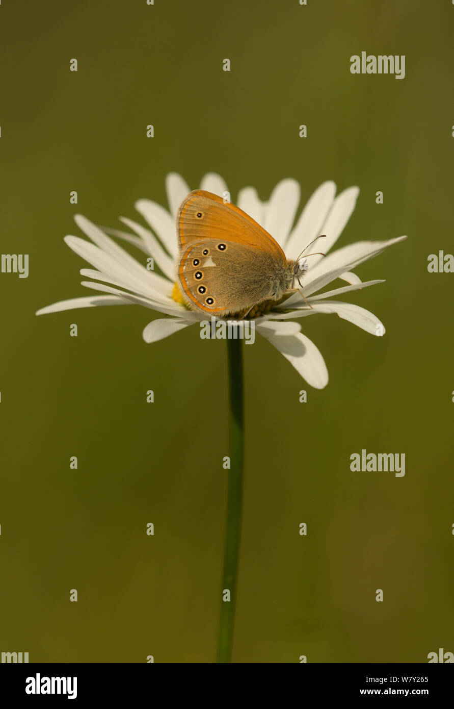 Castagno (Heath Coenonympha glycerion) adulto a riposo sul fiore (Scabiosa), Bulgaria. Foto Stock