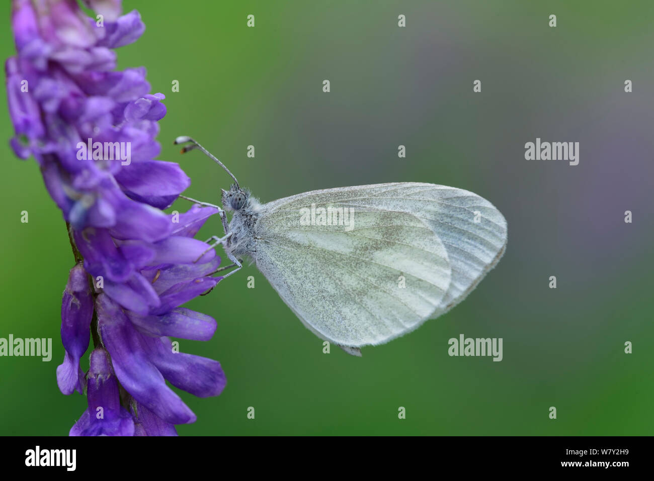 Legno bianco (farfalla Leptidea sinapis) il Parco Nazionale del Mercantour, Provenza, Francia, giugno. Foto Stock