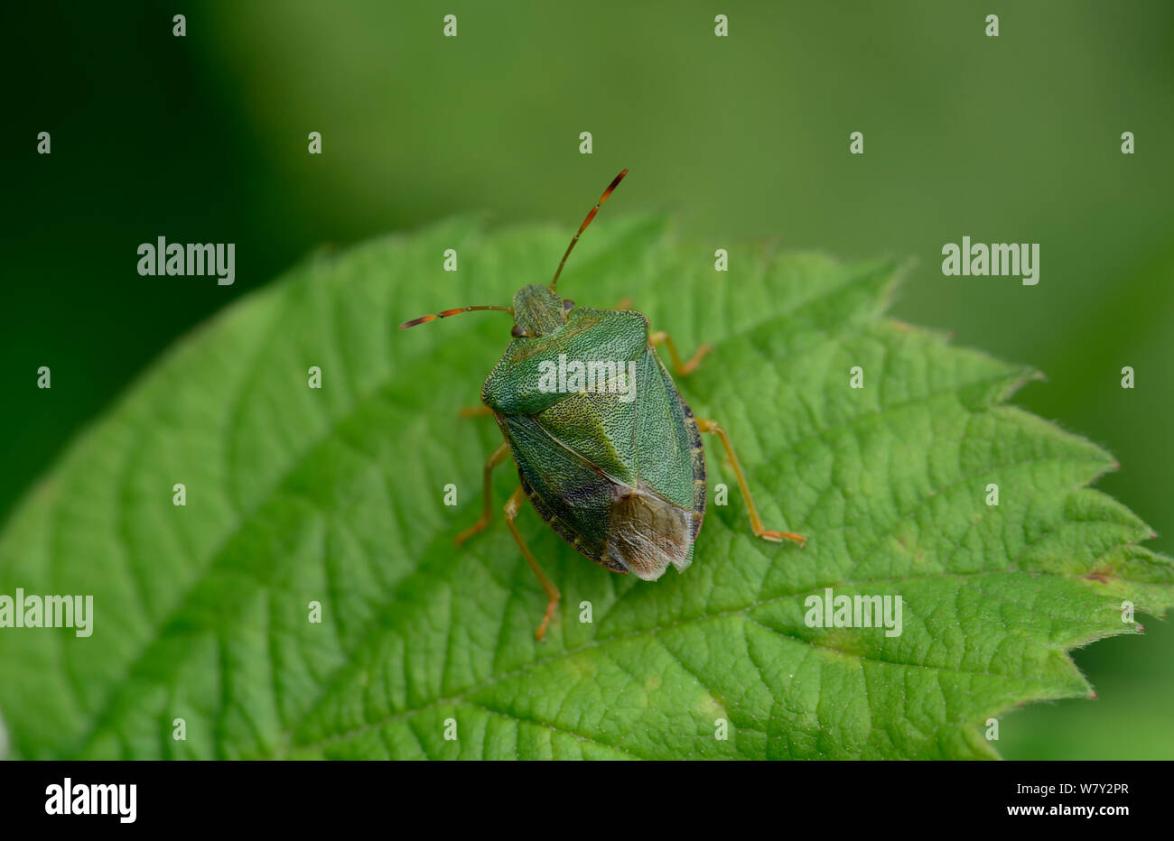 Verde comune Shieldbug (Palomena prasina) sulla foglia. Vicino a Moulinet, il Parco Nazionale del Mercantour, Provenza, Francia, giugno. Foto Stock