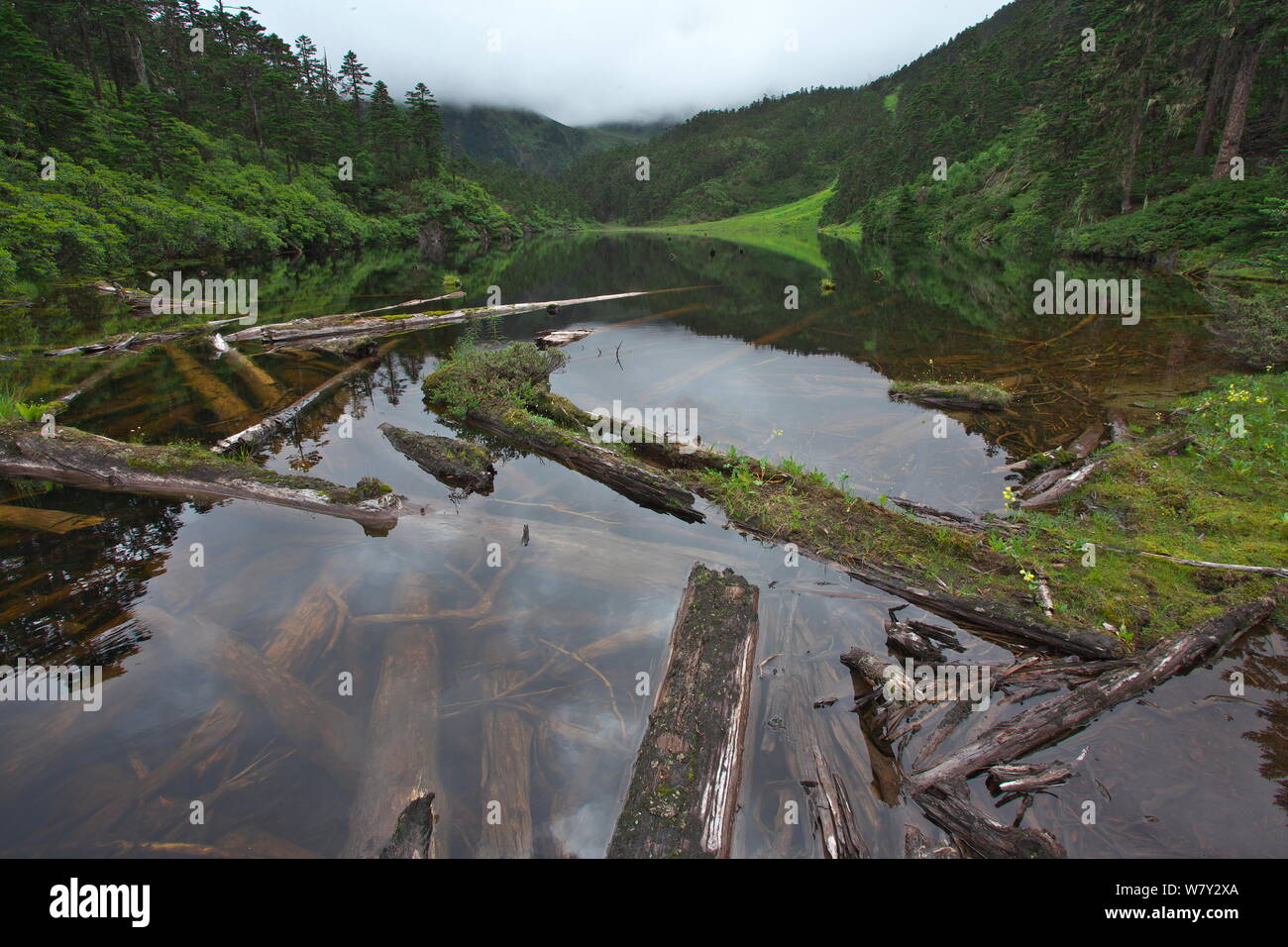 Il lago con i registri di decomposizione, Kawakarpo montagna, meri Snow Mountain National Park, nella provincia dello Yunnan in Cina. Foto Stock