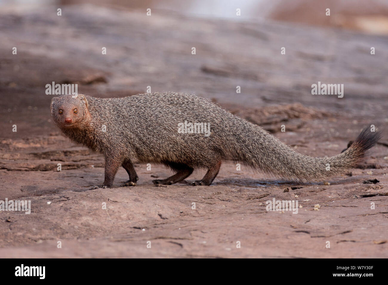 Ruddy mongoose (Herpestes smithii ) su una roccia. Hampi, Karanataka, India. Foto Stock