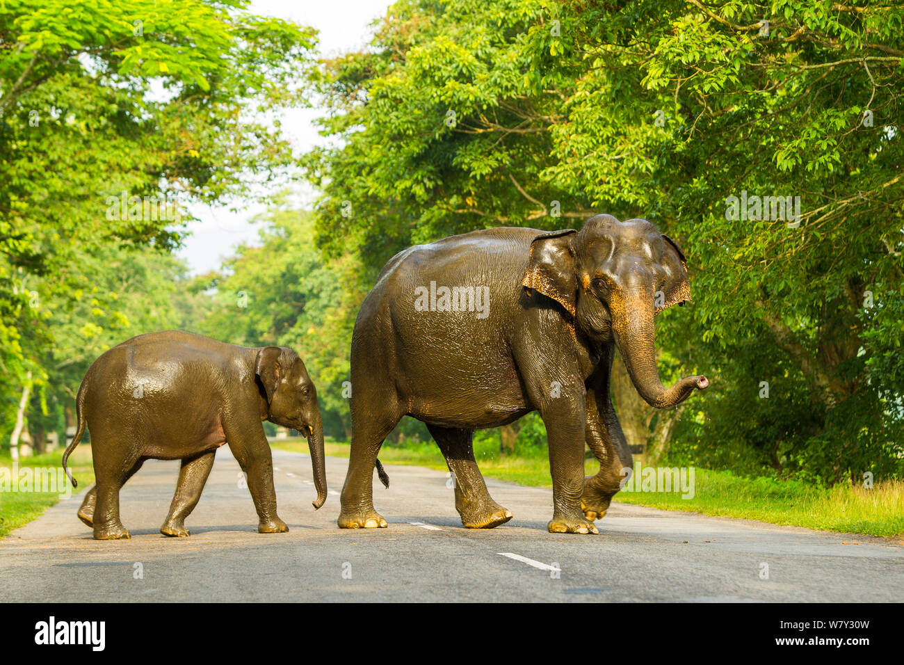 Elefante asiatico (Elephas maximus) adulto e vitello attraversando la strada. Il Parco Nazionale di Kaziranga, India. Giugno. Foto Stock