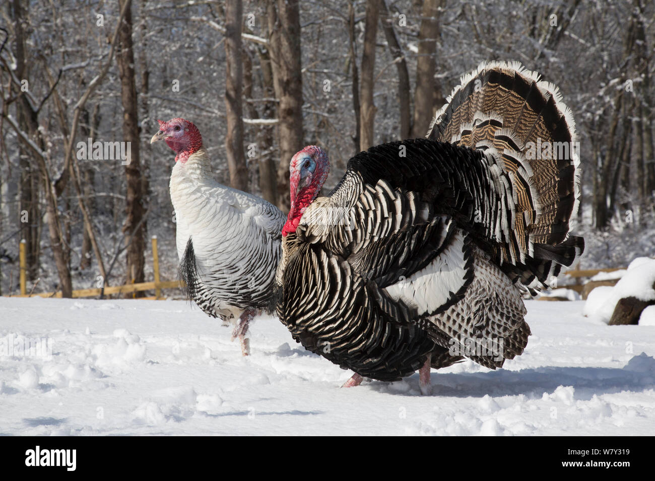 Narragansett maschio turchia (scuro) visualizzazione e maschio Royal Palm Turchia (luce) free range uccelli nella neve, entrambe le razze sono rare razze di legacy, Madison, Connecticut, Stati Uniti d'America Foto Stock