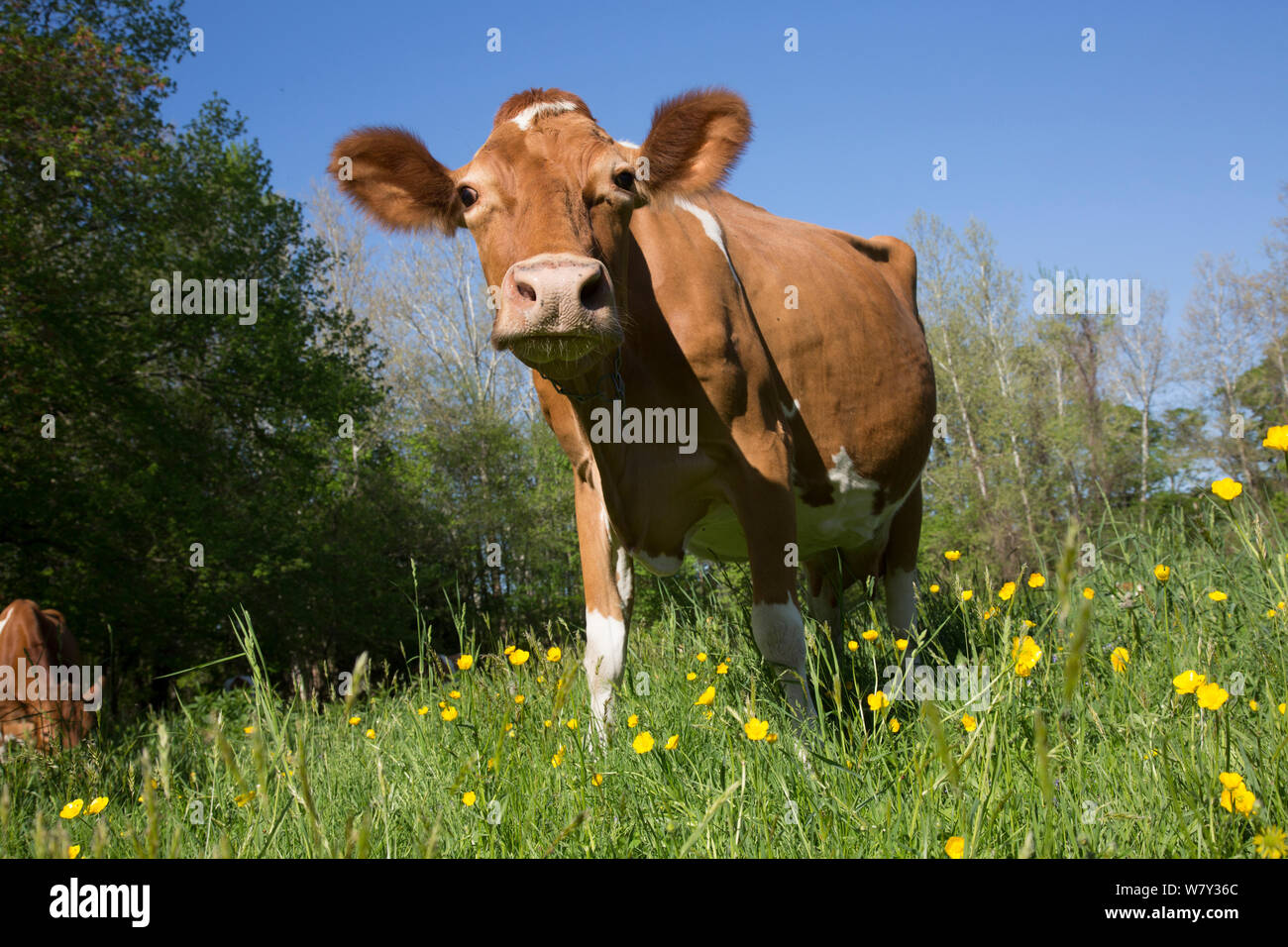 Guernsey cow nella primavera del pascolo, Granby, Connecticut, Stati Uniti d'America Foto Stock