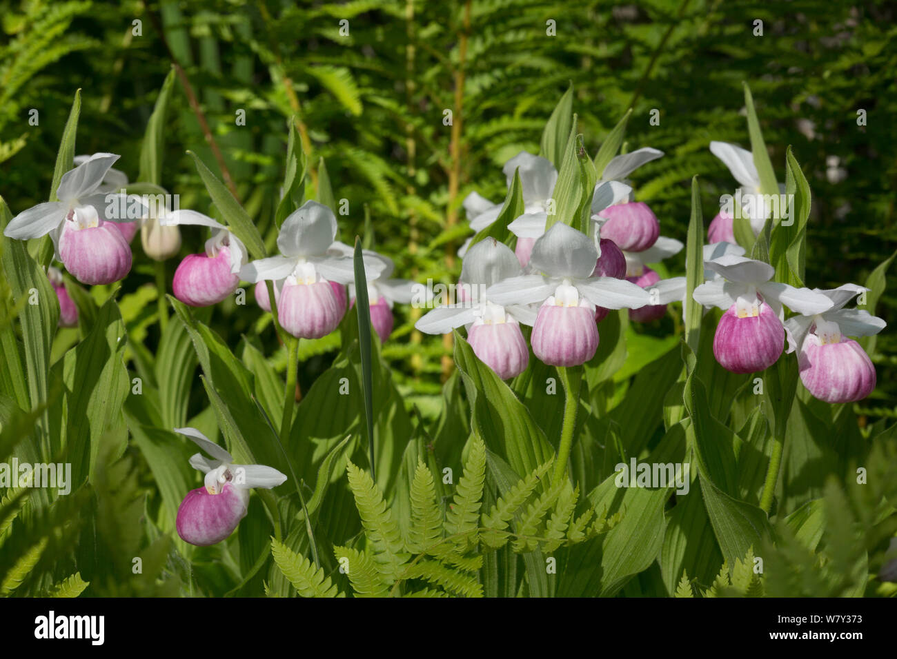 Appariscente lady&#39;s-pantofola (Cypripedium reginae) Tamarack bog, Hartland, Vermont, USA Foto Stock