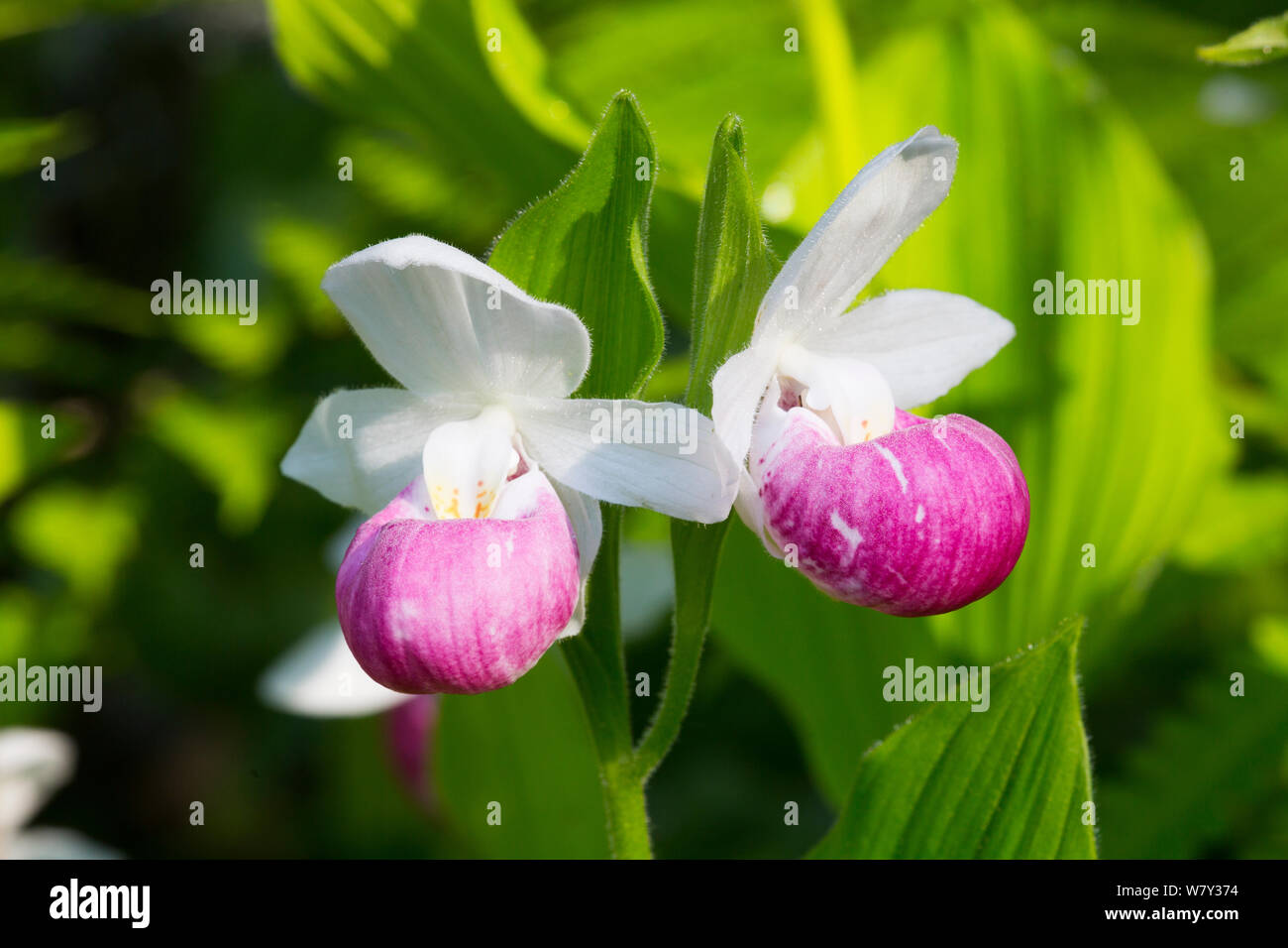 Appariscente lady&#39;s-pantofola (Cypripedium reginae) Tamarack bog, Hartland, Vermont, USA Foto Stock