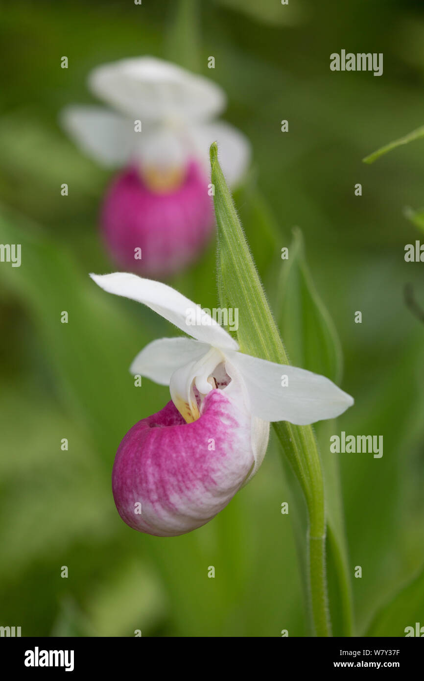 Appariscente lady&#39;s-pantofola (Cypripedium reginae) Tamarack bog, Hartland, Vermont, USA Foto Stock