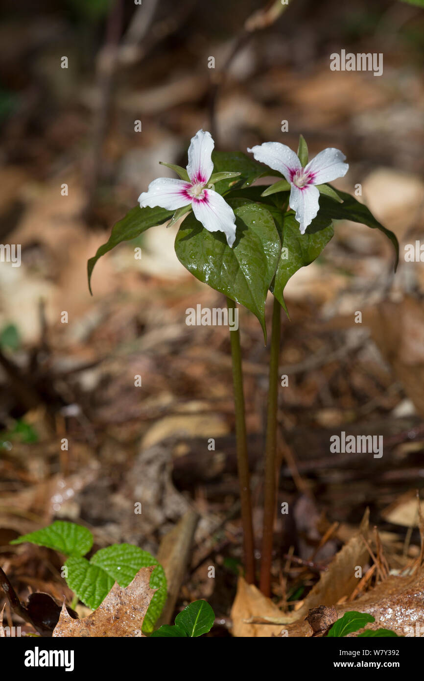 Dipinto trillium (Trillium undulatum) in mixed-bosco foresta, Pleasant Valley, Connecticut, Stati Uniti d'America,Maggio. Foto Stock